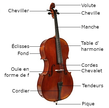 Structure du violoncelle